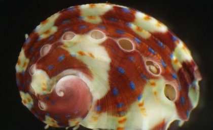 The shell of a juvenile tropical abalone, Haliotis asinina. Dan Jackson. 